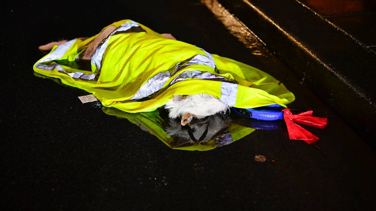 Vrouw ernstig gewond en hondje overleden bij ongeluk, dader gevlucht.