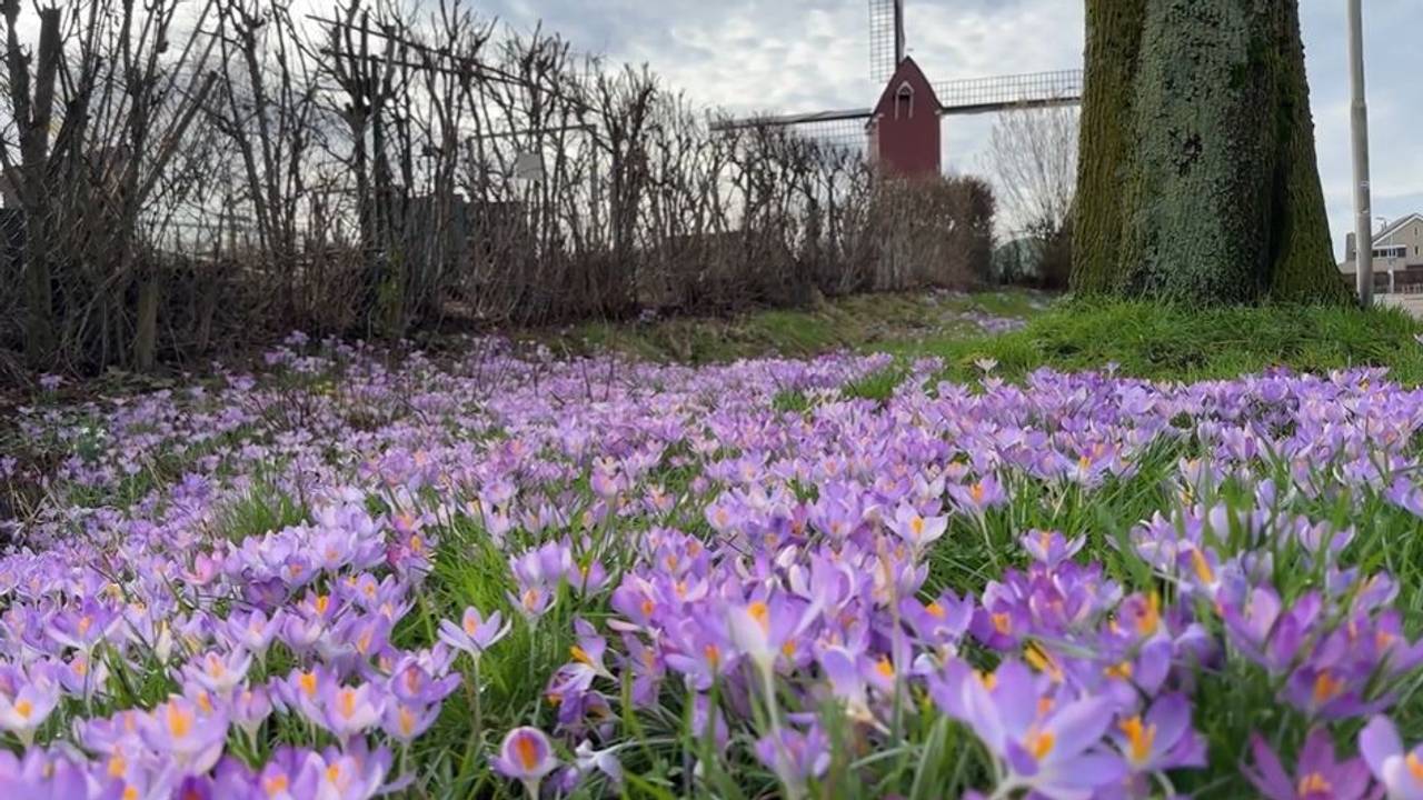 De eerste lentebloemen komen al door (foto: Omroep Brabant).