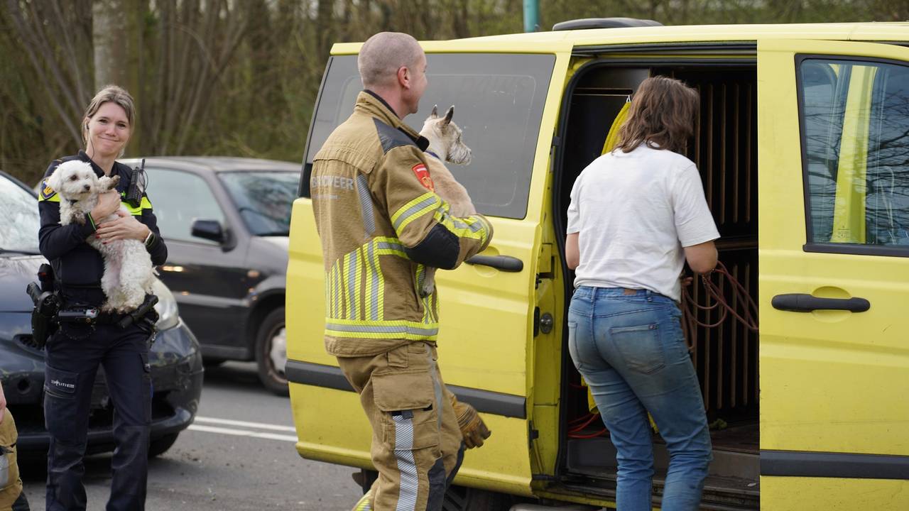 Brandweer bevrijdt negen honden na kettingbotsing (foto: Jeroen Stuve/SQ Vision).
