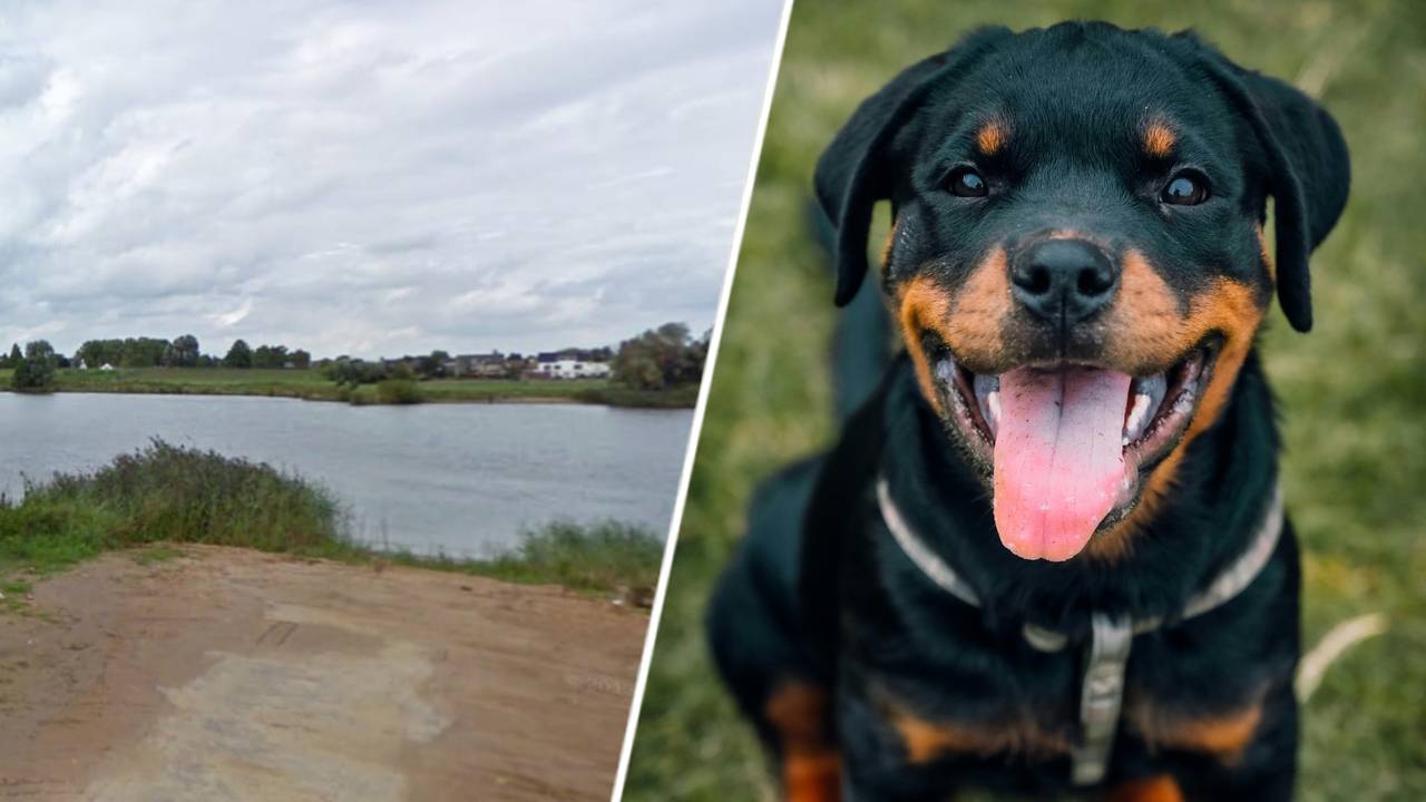 De plek waar de puppy's zijn gevonden (links) en een rottweiler ter illustratie (rechts). (foto's: Dierenambulance Den Bosch en Pexels).