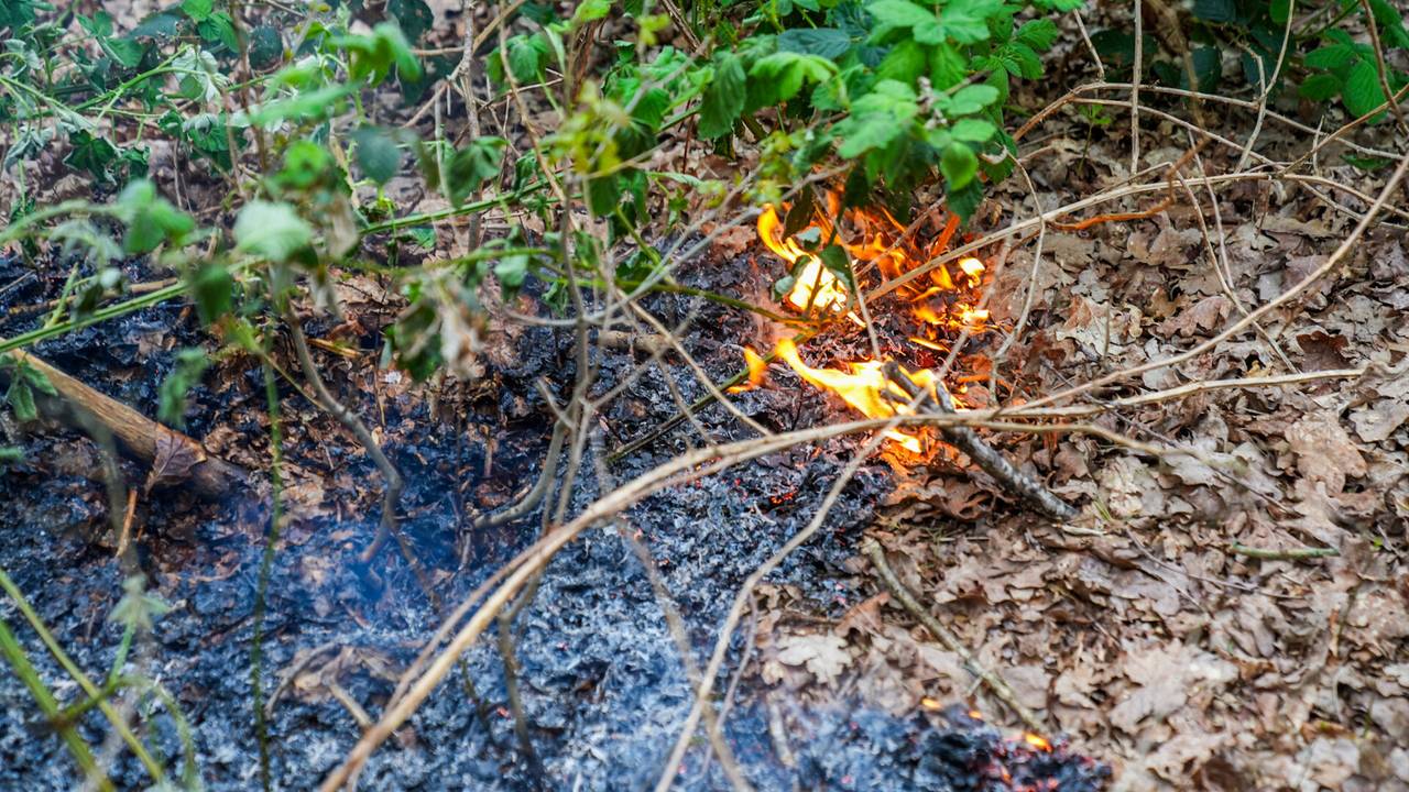 Foto: Dave Hendriks / SQ Vision