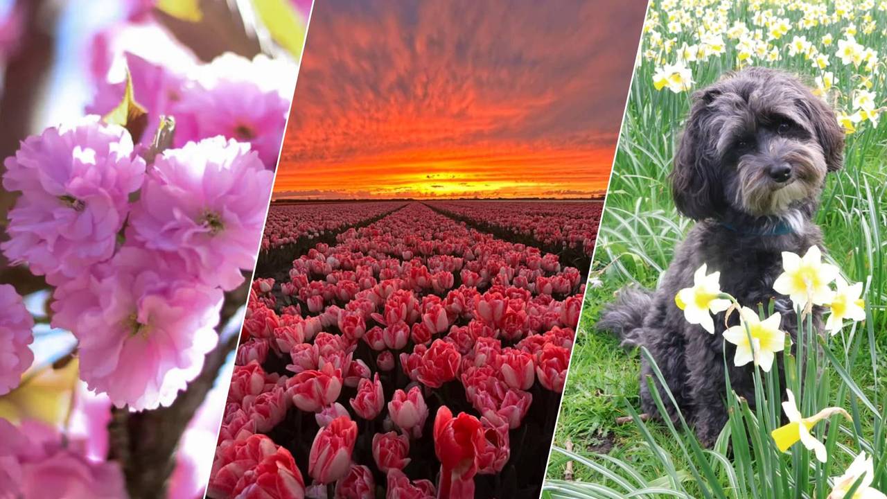 Zo ziet de lente in Brabant eruit.