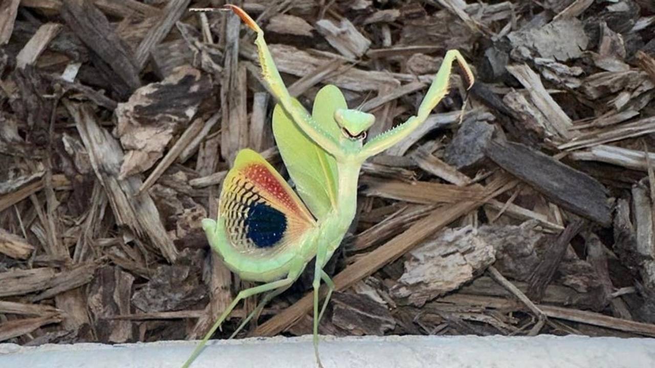 De zeldzame bidsprinkhaan (Foto: Dave van Hattem).