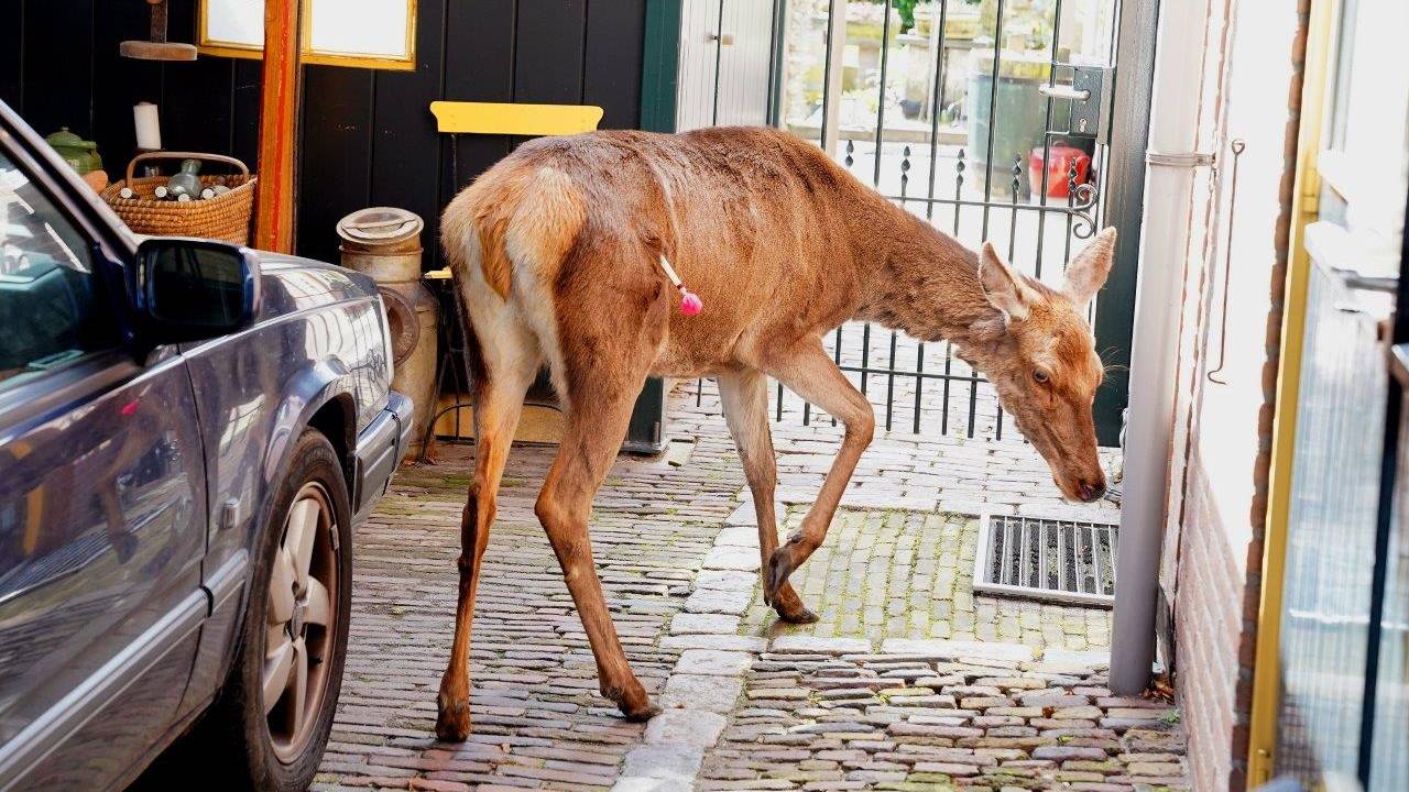 foto: Bart Meesters. 