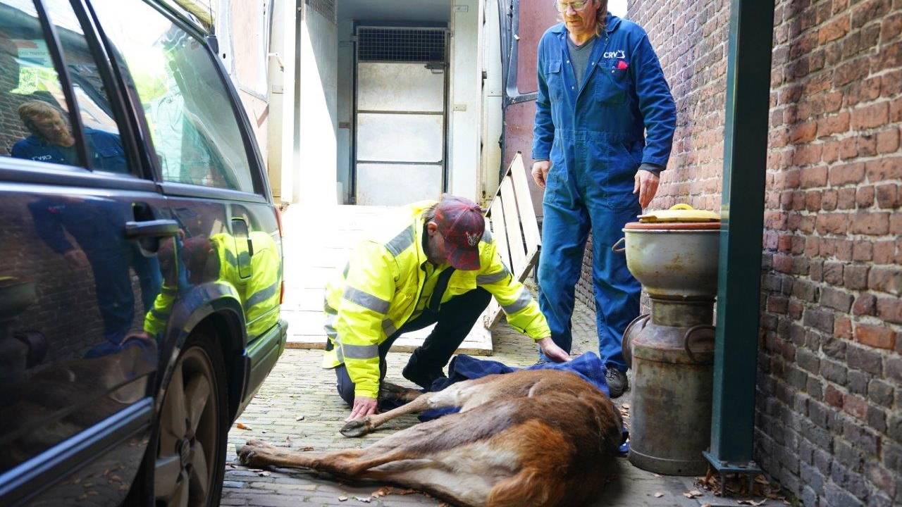 foto: Bart Meesters. 