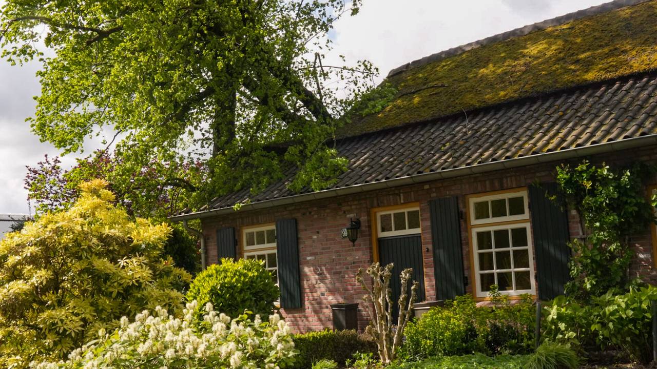 De boom waaide om op een boerderij in Asten (foto: SQ Vision/Harrie Grijseels).