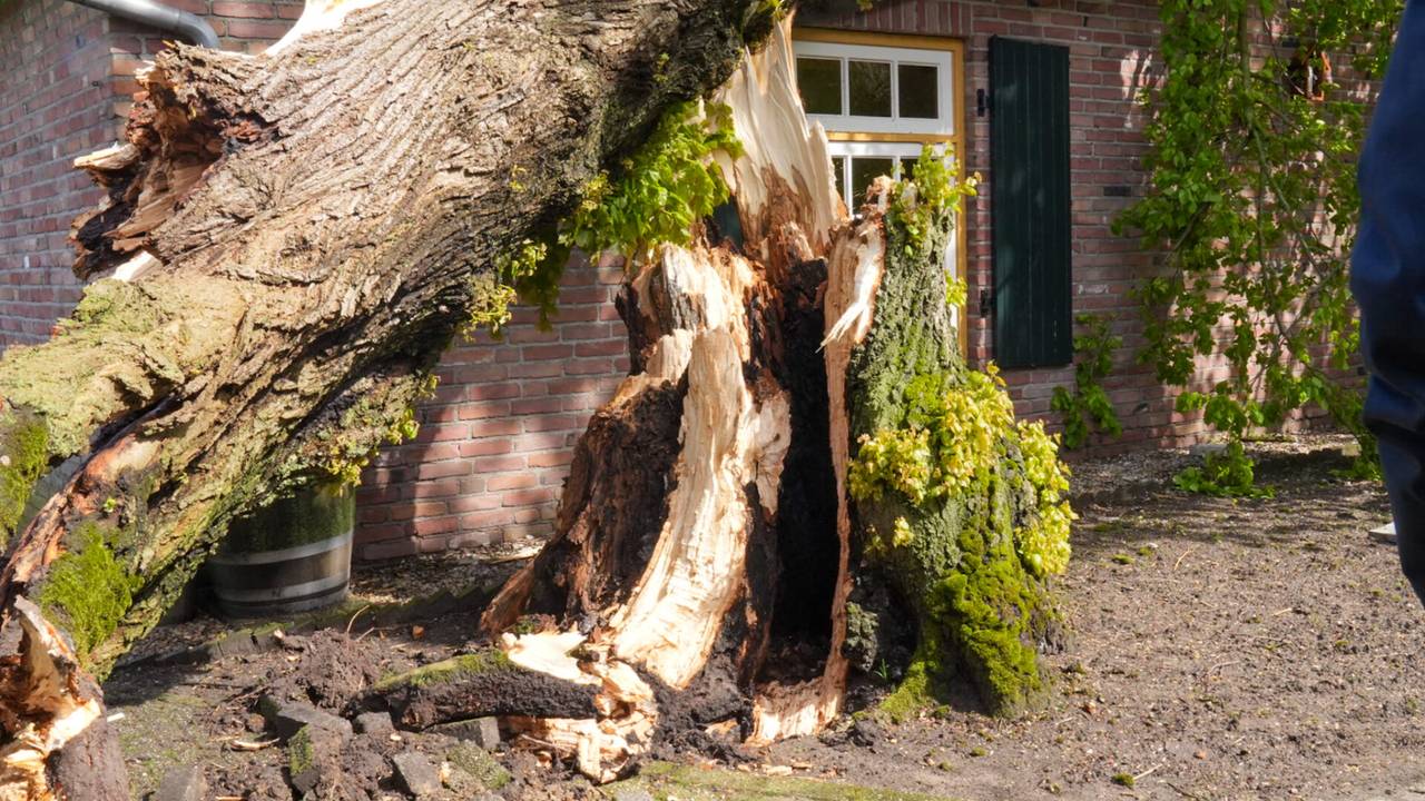 Van de boom was na de knak weinig over (foto: SQ Vision/Harrie Grijseels).