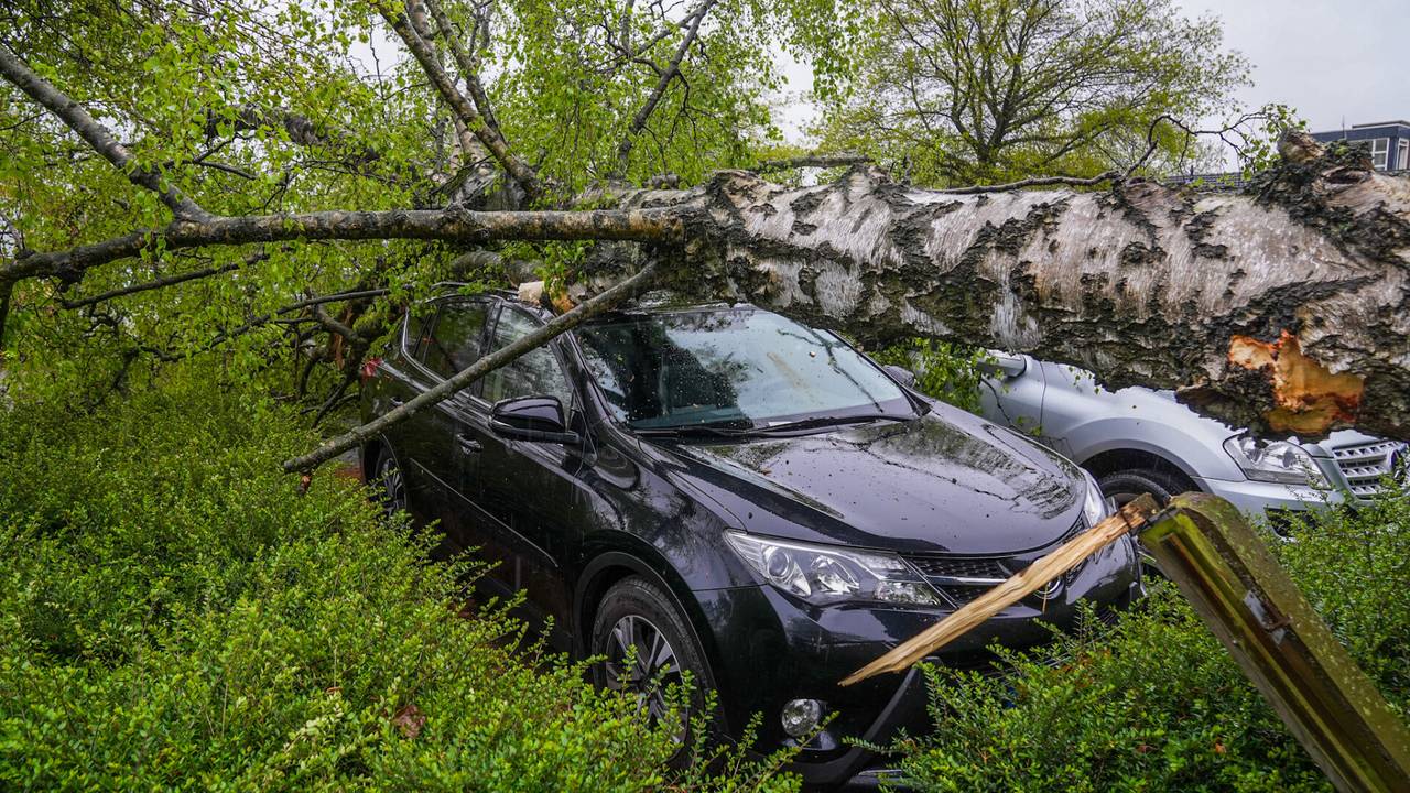 Boom valt op twee auto's (foto: Dave Hendriks/SQ Vision)..