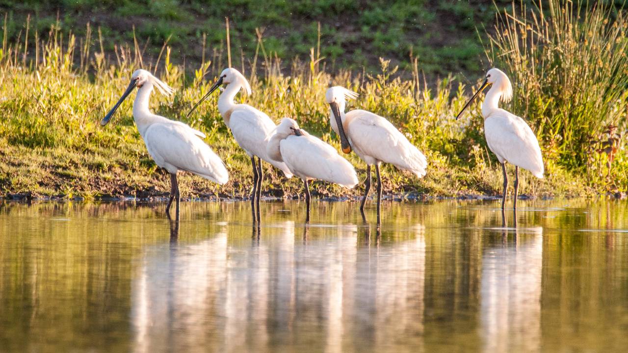 Lepelaars in natuurgebied Keent.