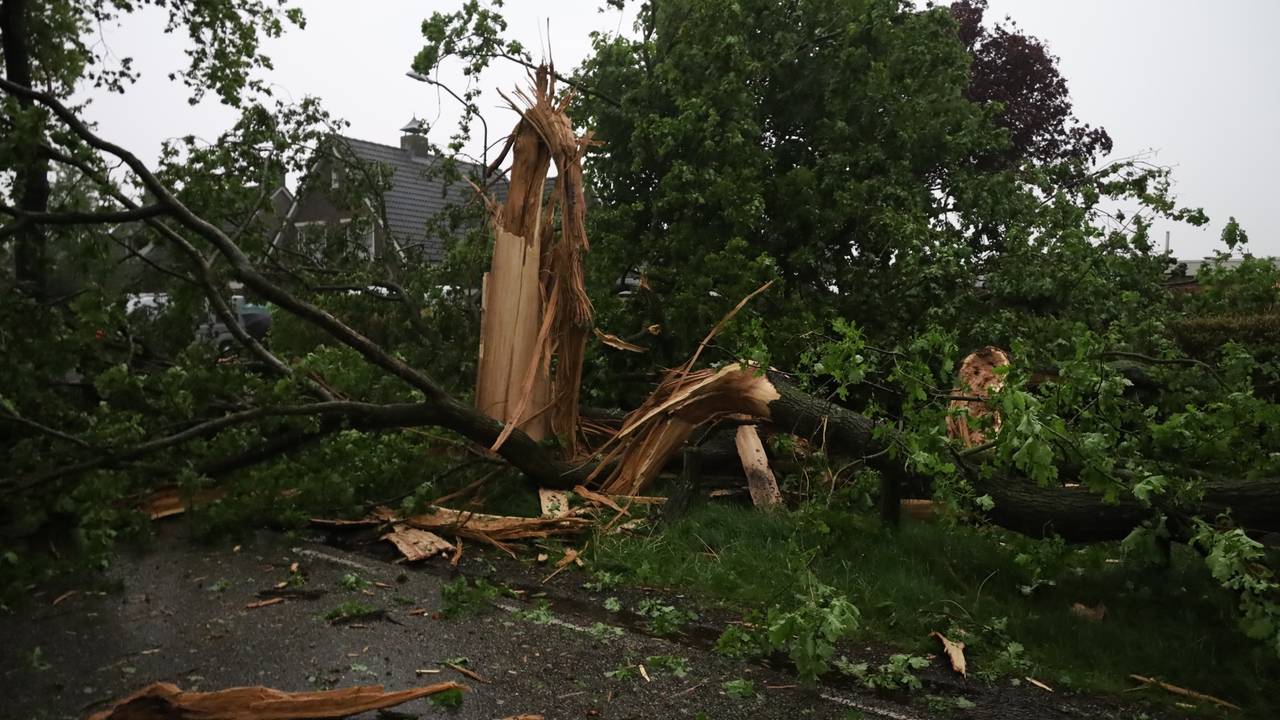 De bomen werden verwoest (foto: SQ Vision/Kevin Kanters).