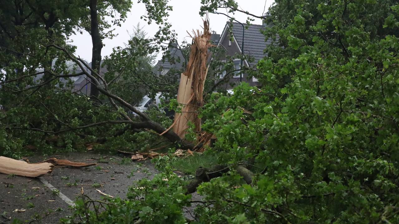 Een boom werd door de bliksem vernield (foto: SQ Vision).