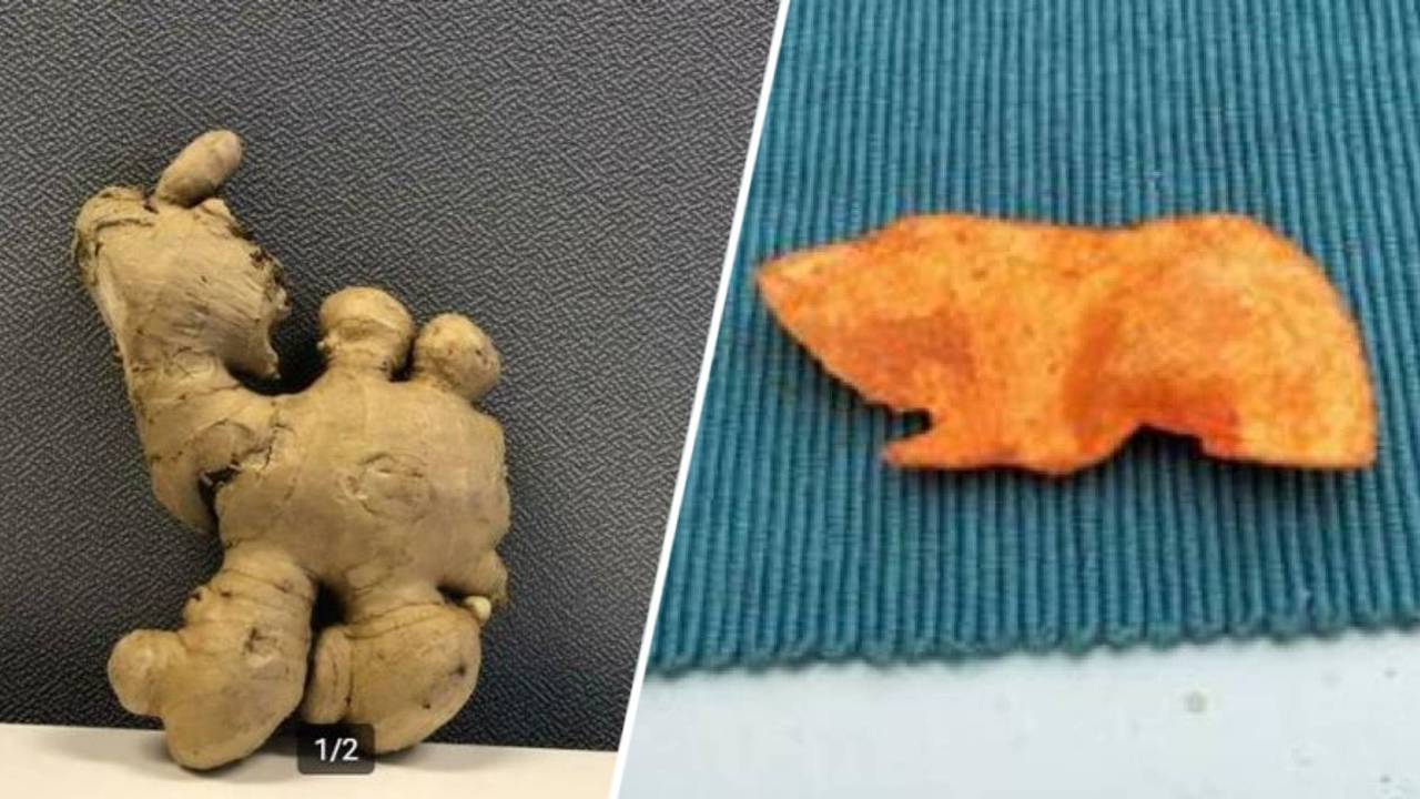 25 jaar Marktplaats: wij handelen in de gekste dingen, van caviachip tot gemberkameel (foto: Omroep Brabant).