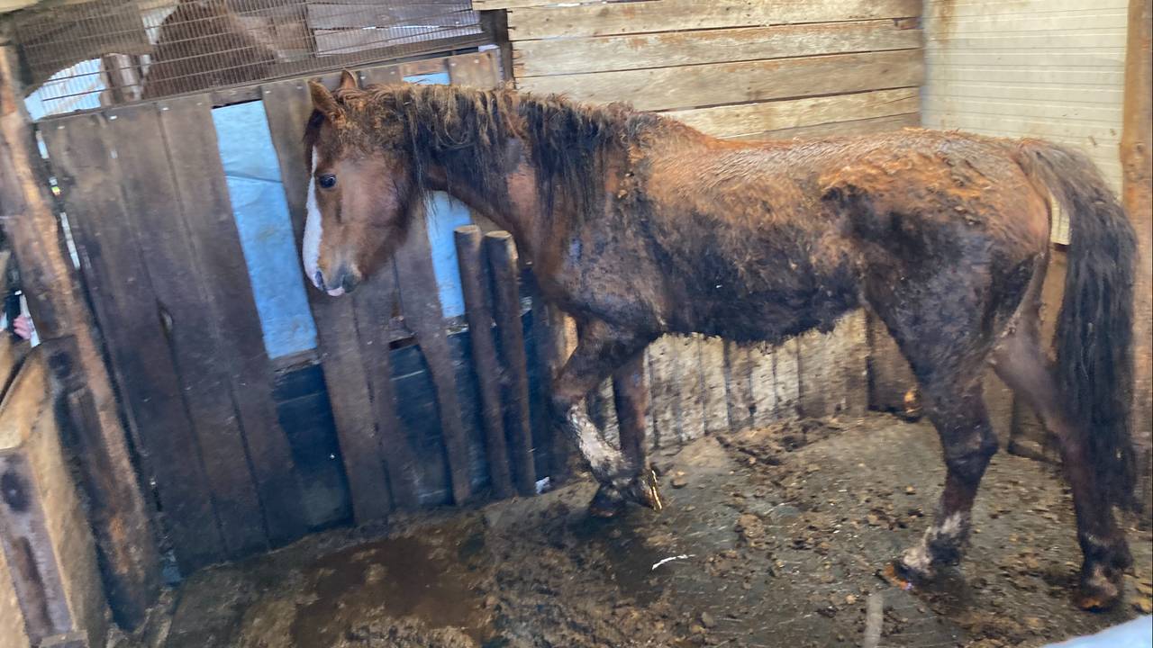 De paarden konden zich nauwelijks bewegen (Foto: Landelijke Inspectiedienst Dierenwelzijn).