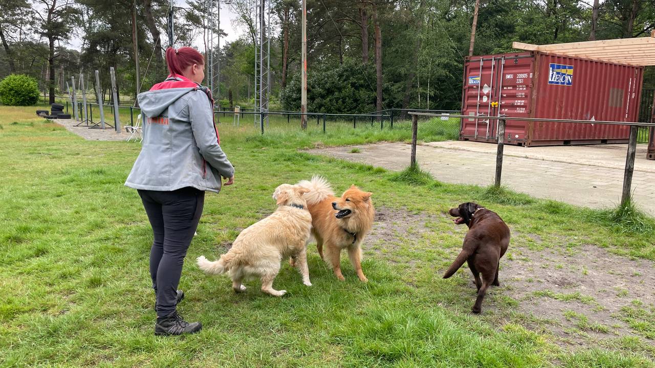Ynske aan het werk bij de hondenschool (Foto: René van Hoof)