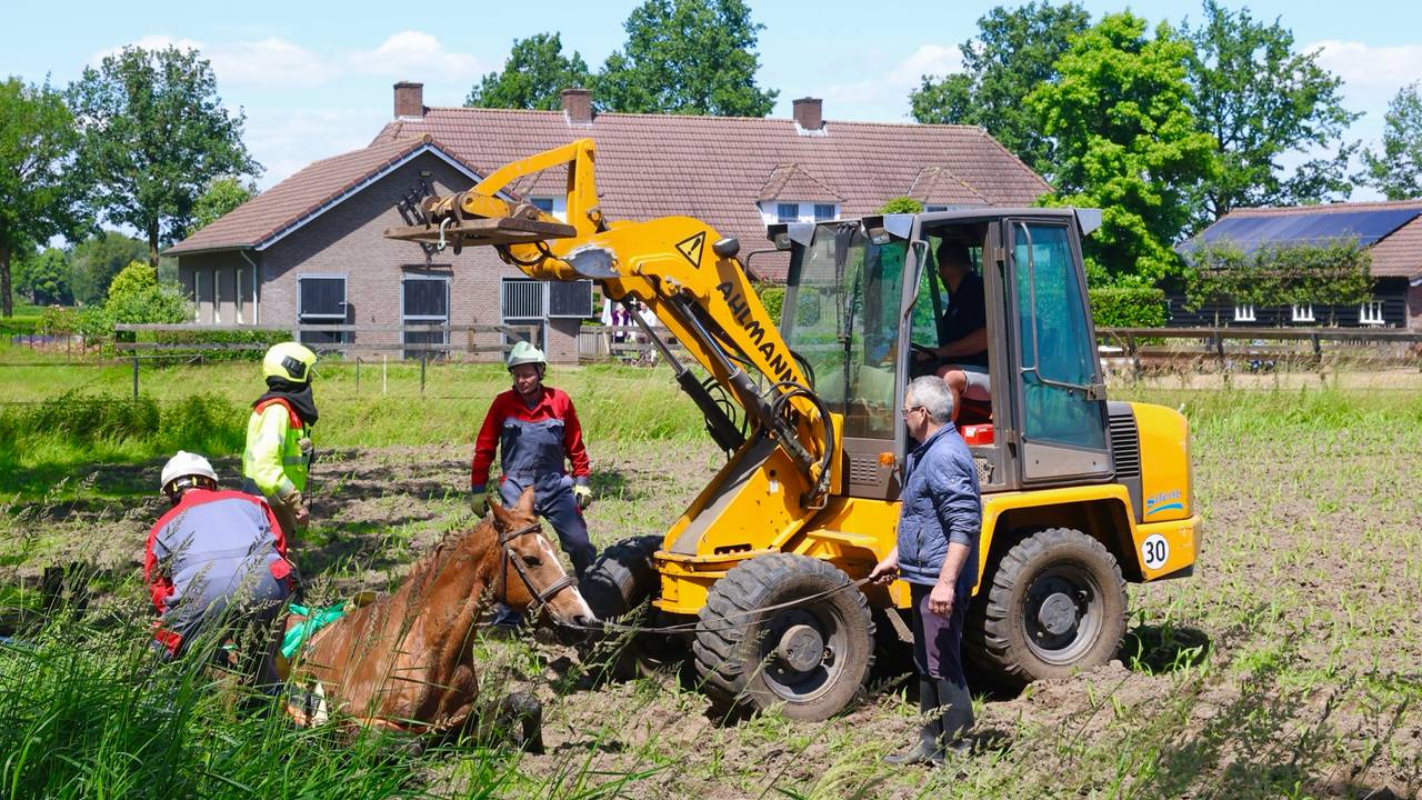 Het paard wordt uit de sloot getakeld (foto: Sander van Gils/SQ Vision)
