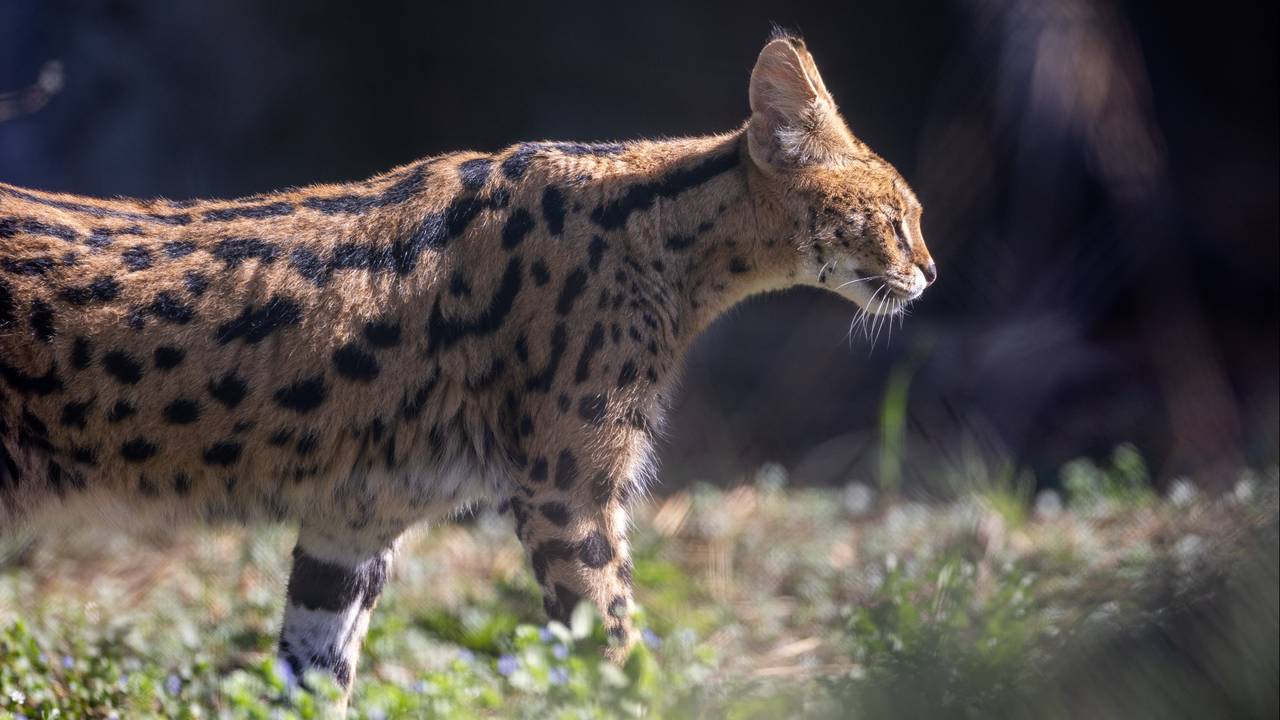 Een serval (archieffoto: ANP).