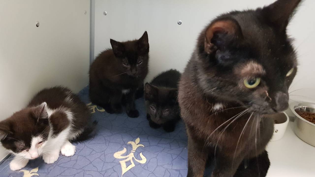 Foto: Dierenambulance en dierenasiel Helmond/Facebook.