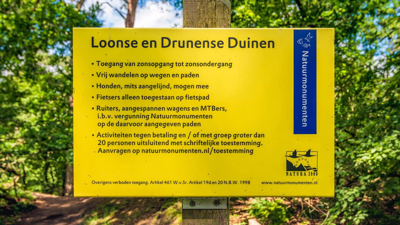 American oaks are being closely destroyed in Loonse and Drunense Duinen