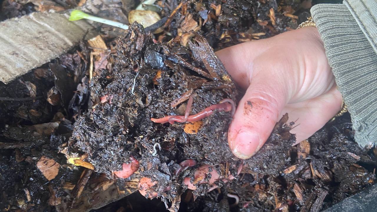 In de Tilburgse Wormentuin gooien ze wormen in de strijd tegen kimaatverandering (foto: Marleen Kuijsters).