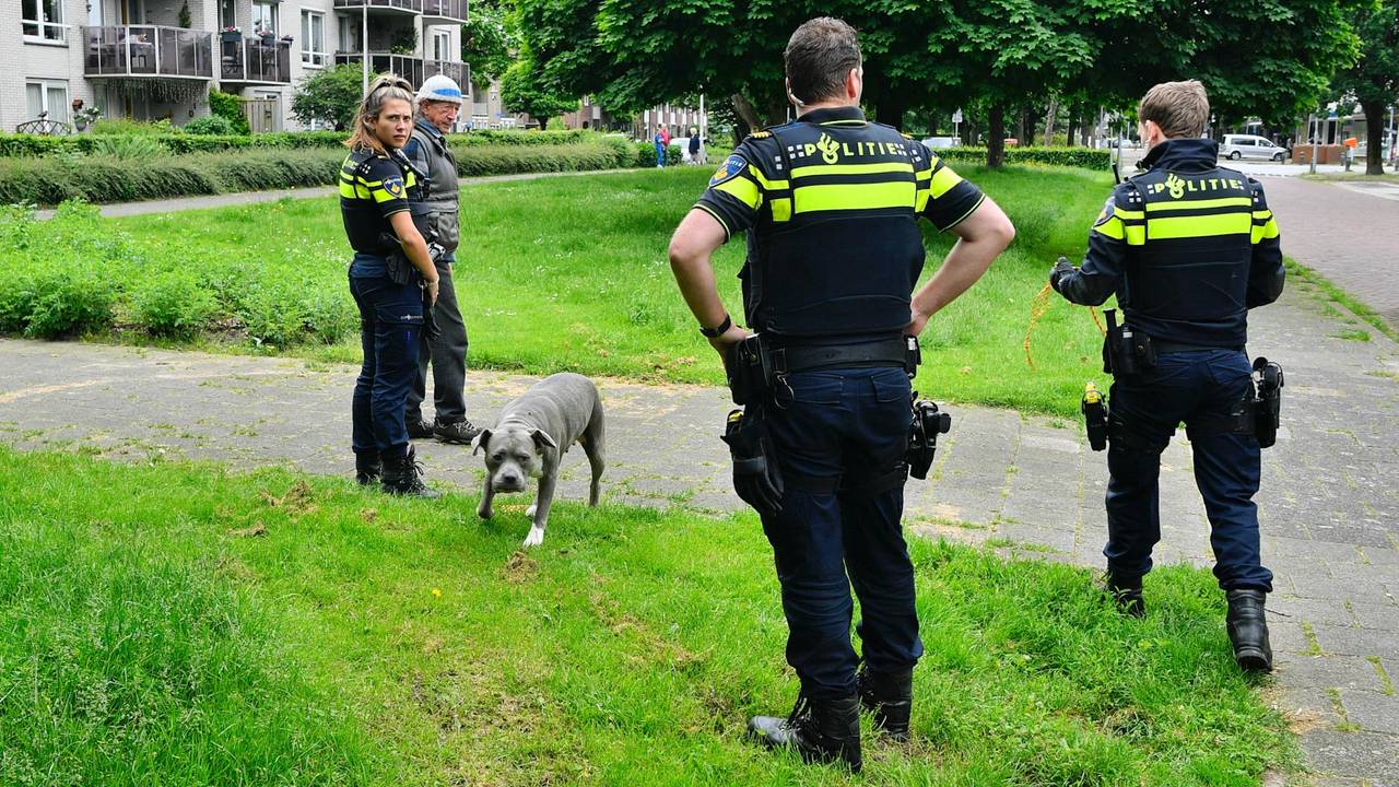 De agenten probeerden de hond te pakken met een afrolbaar touw (foto: SQ Vision/Rico Vogels).
