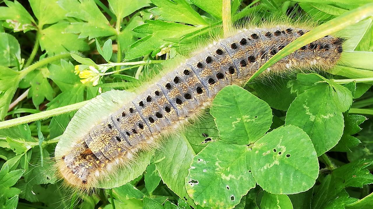Bijzondere rups gespot in Friesland en de naam is rietvink of dronkaard (foto: Esther Bakker).