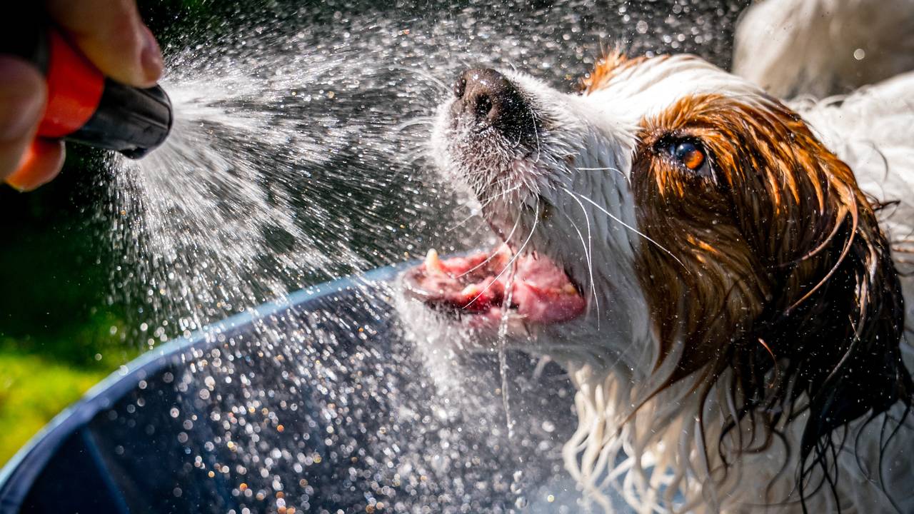 Ook dieren zullen de komende dagen wat verkoeling nodig hebben (Foto: ANP).