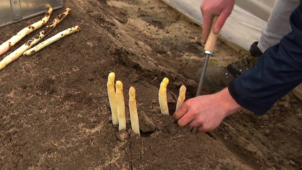 Asperges worden na 24 juni niet meer gestoken.