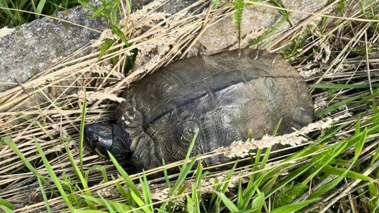Het dier werd gevonden bij een camperplaats in Budel, schrijft Cranendonk24 (afbeelding: Cranendonk24 / Linda Verhees)
