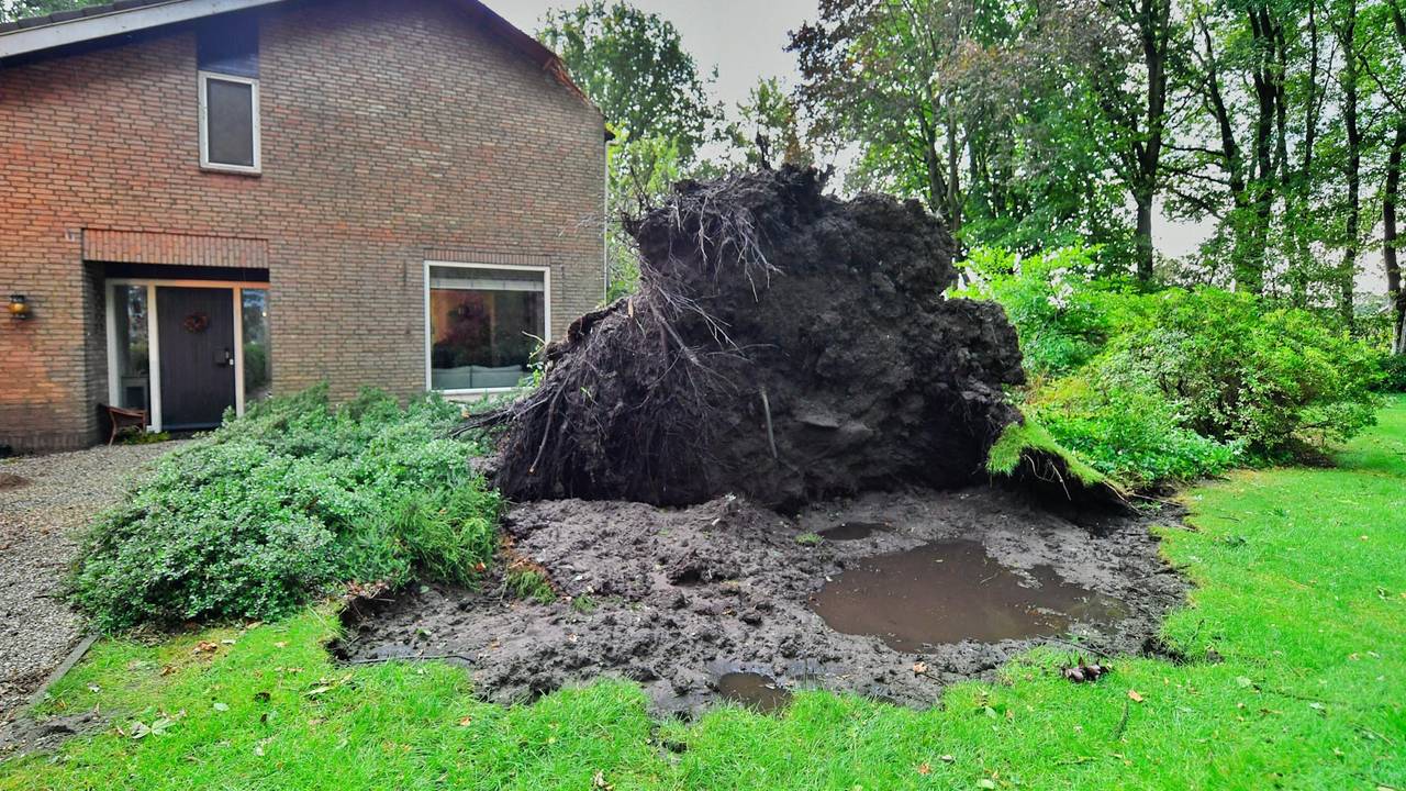 Een omgewaaide boom (foto: Rico Vogels/SQ Vision).