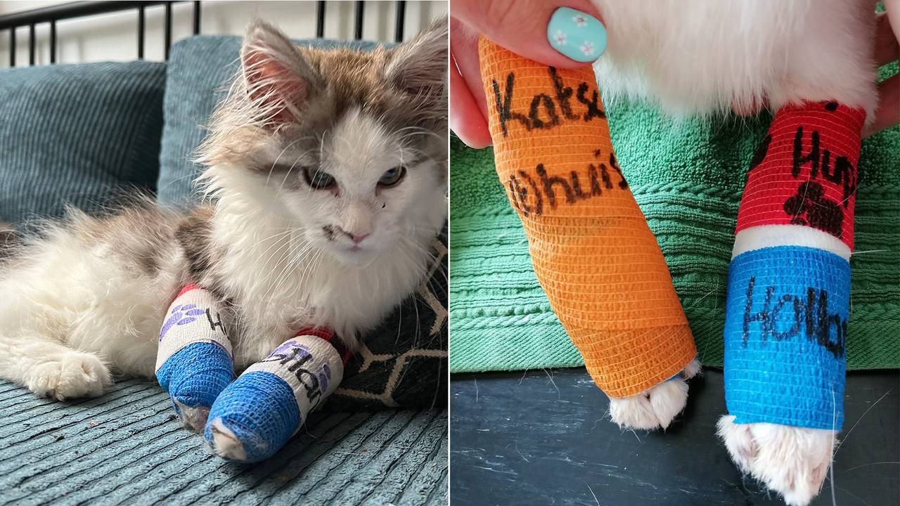 Kat Sjaantje (links) en Frank (rechts) kregen feestelijk gips (foto: Het Katshuisch).
