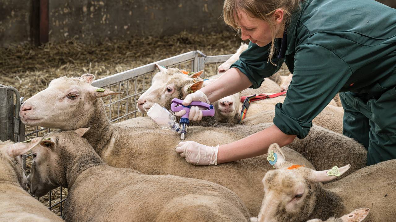 Een dierenarts vaccineert een aantal schapen tegen het blauwtongvirus (foto: ANP).