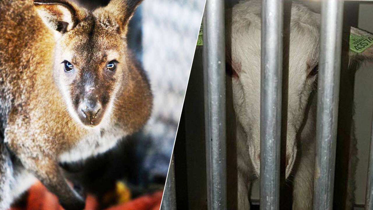 Foto's: Omroep Brabant.