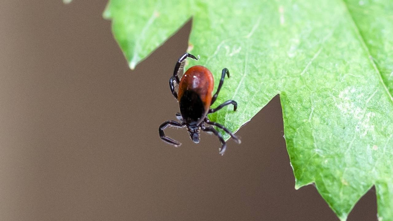 Er worden meer tekenbeten dan anders verwacht (foto: ANP).