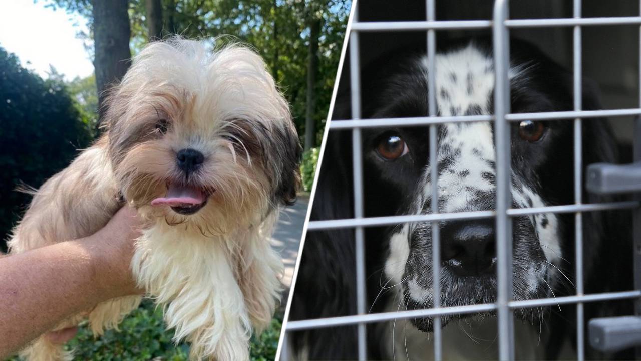 Links: Een hondje dat via marktplaats wordt aangeboden. Rechts: een hond op de fokkerij in Eersel (foto: House of Animals / NVWA).