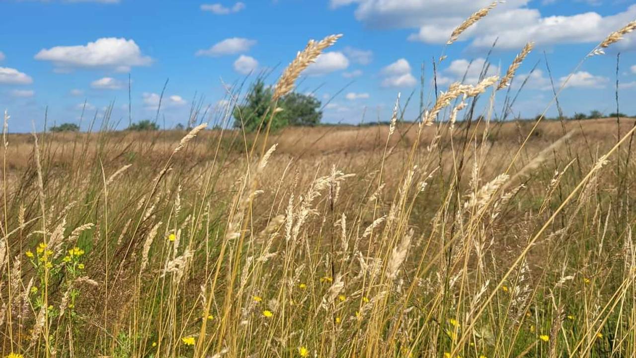 De Strabrechtse Heide staat er fraai bij (foto: Shyamen Bollen).