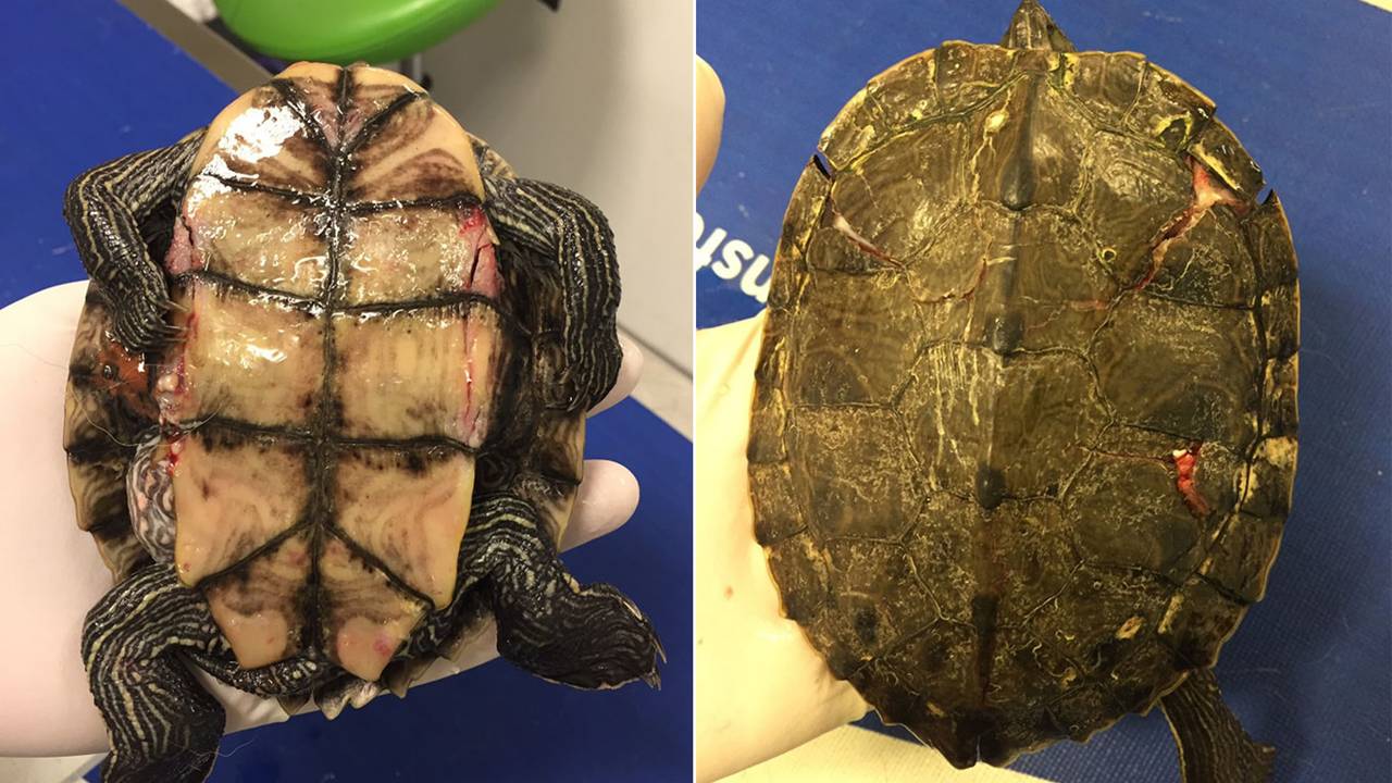 De schildpad bloedde op zijn buik (foto: Dierenambulance Brabant Noord-Oost).