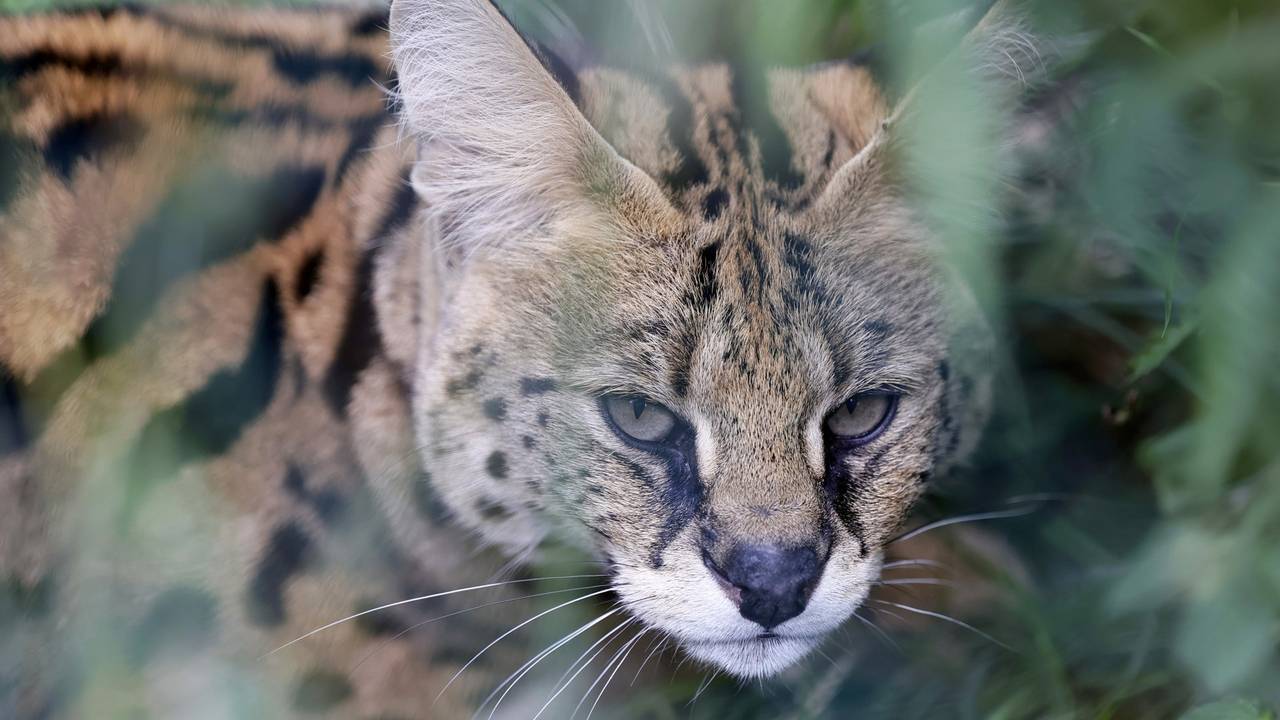 Een serval, foto ter illustratie (Beeld: ANP).