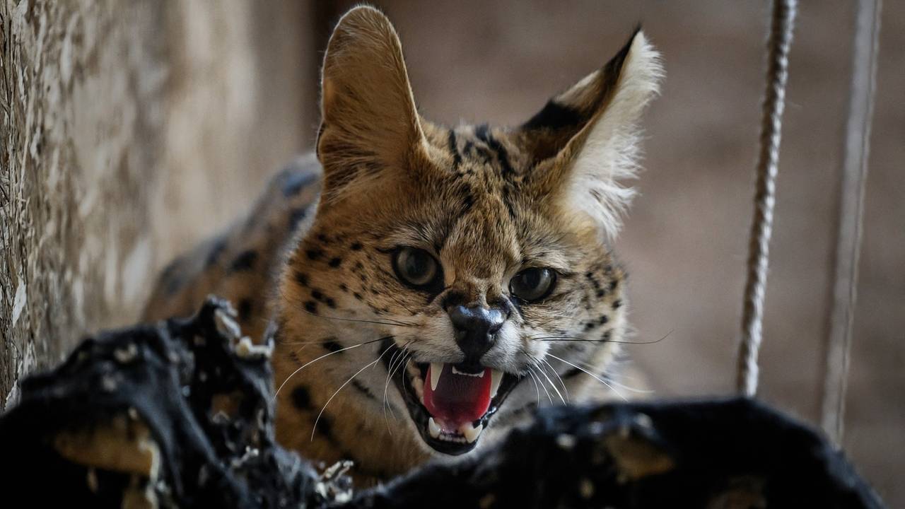Een serval (foto: ANP).