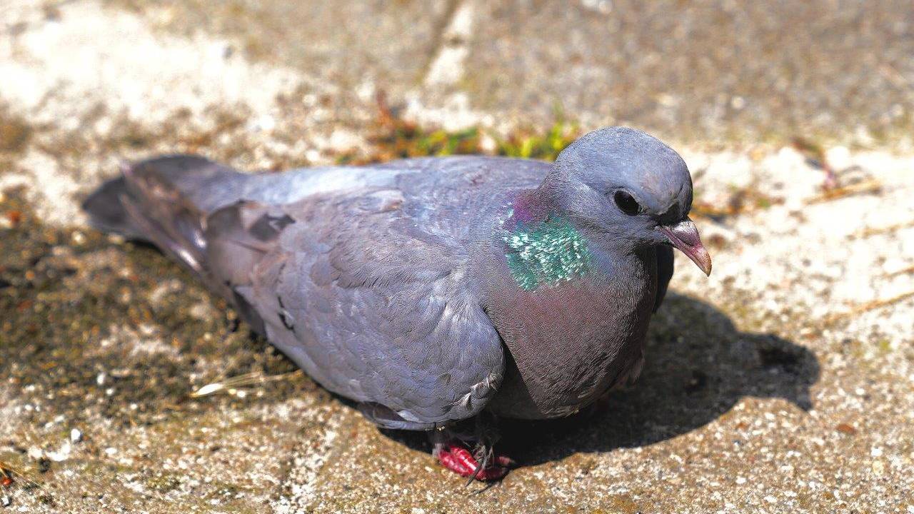 Nadat de duif wat water had gedronken, ging het weer beter (foto: Bart Meesters/SQ Vision).