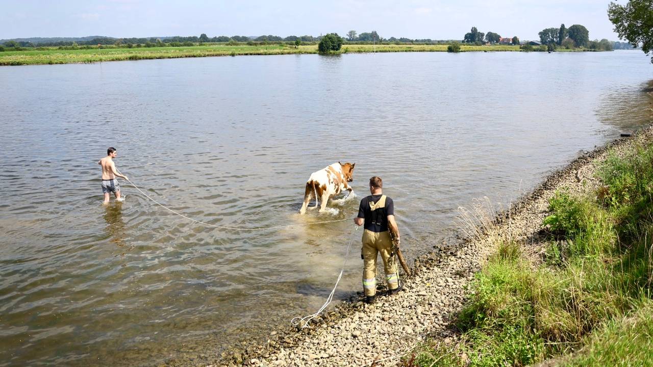 Met een touw werd het dier de goede kant opgeleid (foto: SQ Vision).