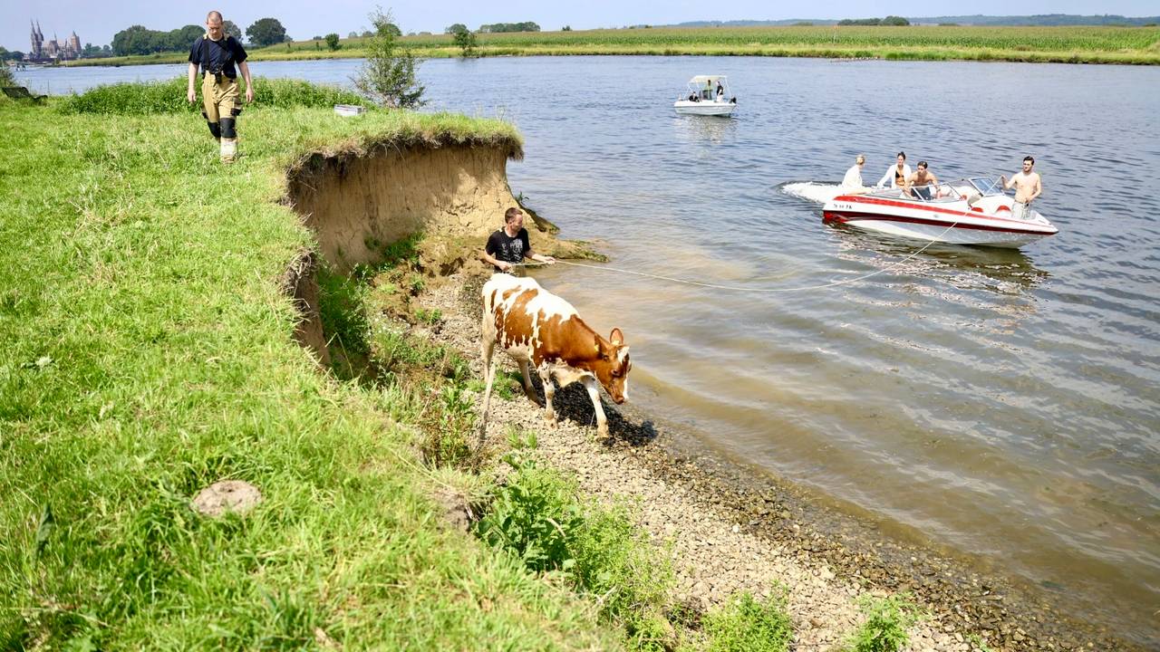 De koe toen die weer aan wal was (foto: SQ Vision).