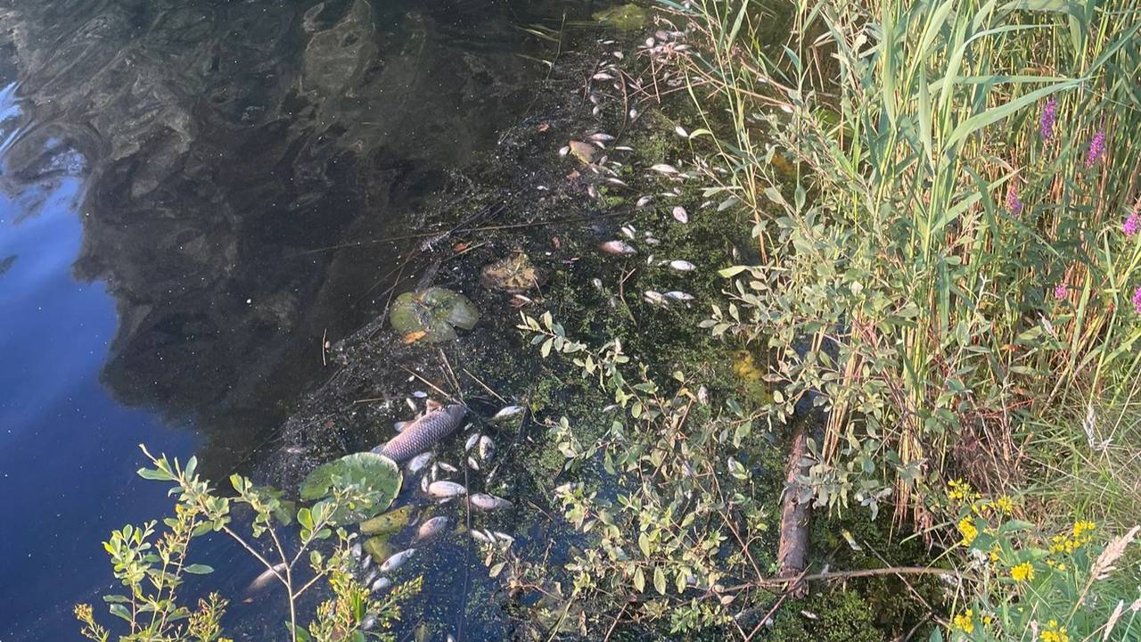 Dode vissen in het water bij het bedrijventerrein.
