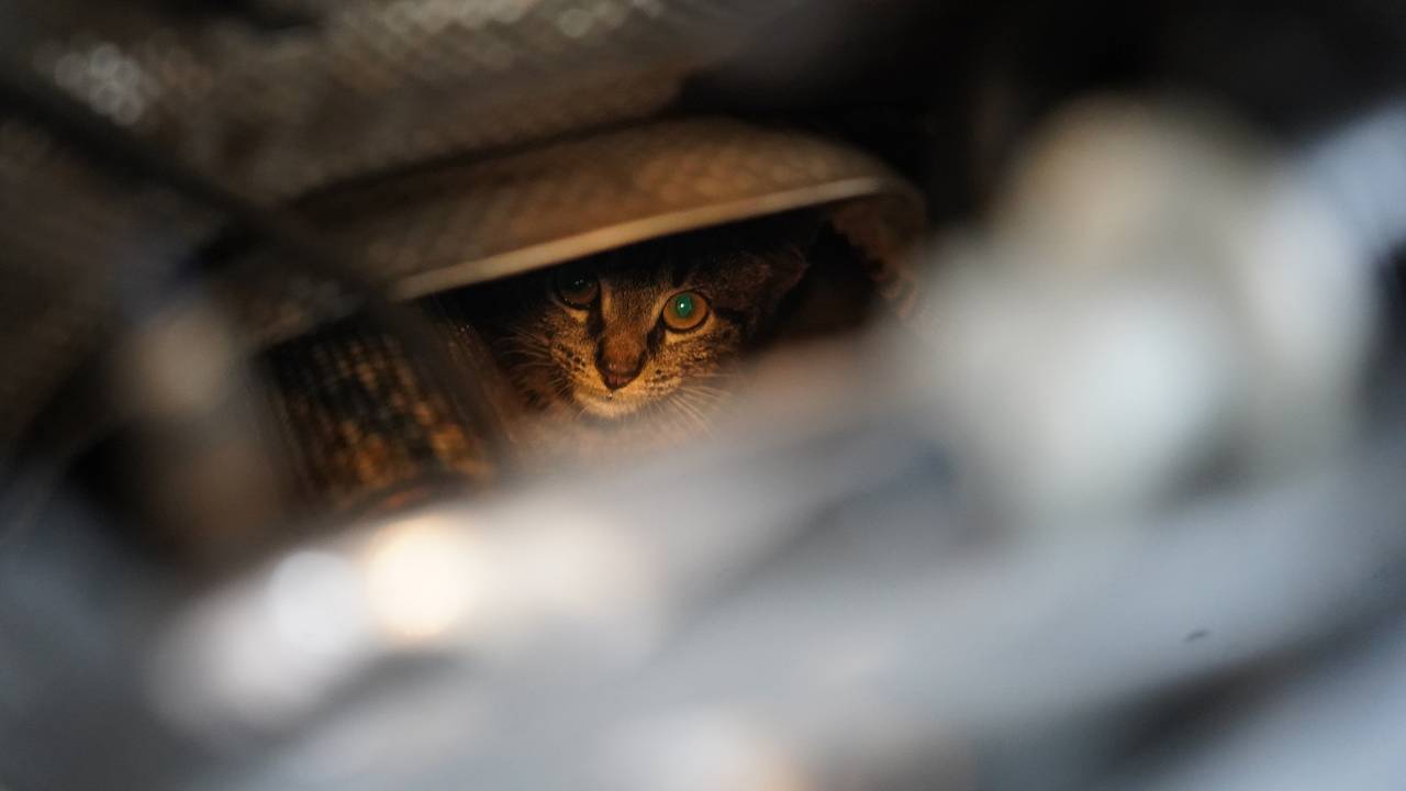 De kat wachtte zijn redding af (foto: SQ Vision).