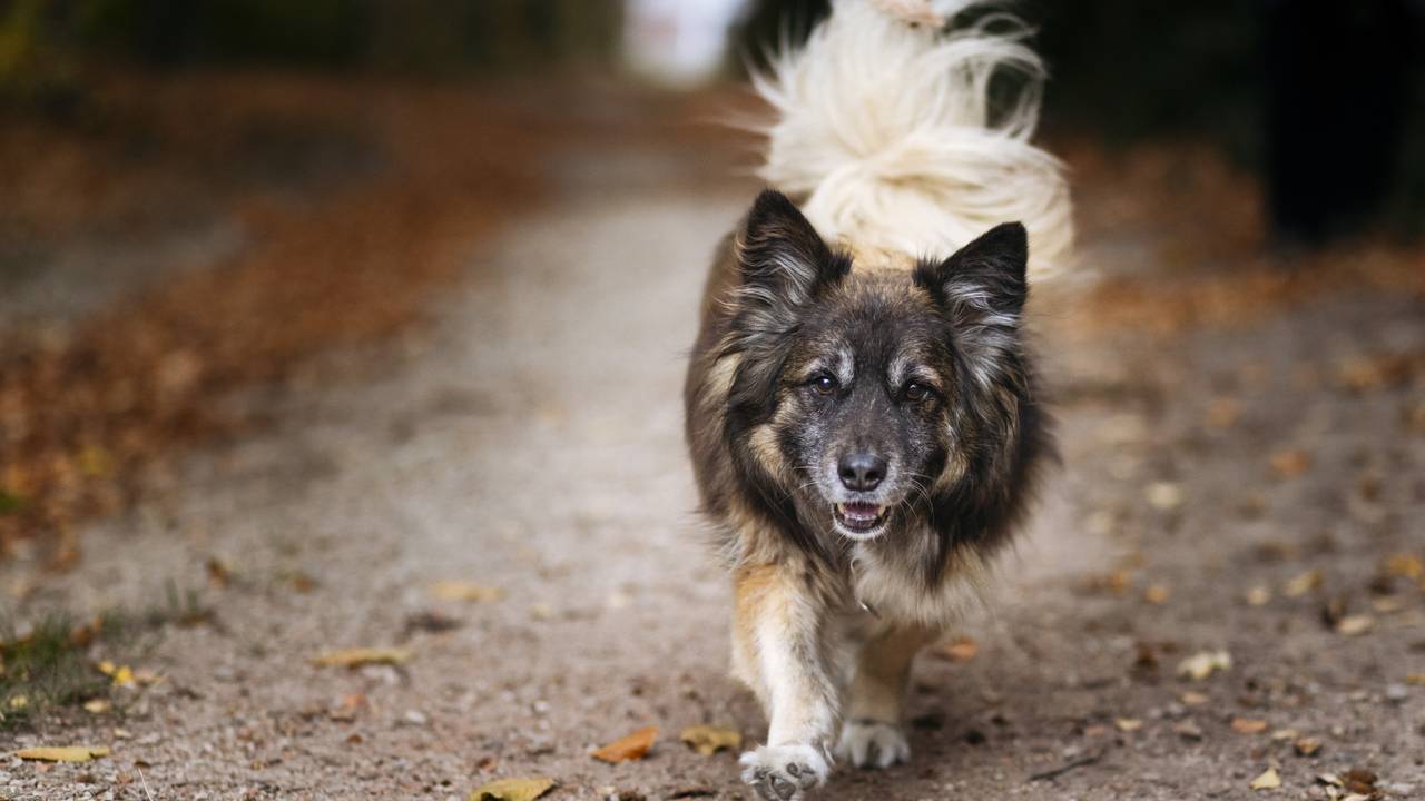 Loslopende honden richten meer schade aan dan een wolf vindt de boswachter van de Loonse en Drunense Duinen (fot:ANP)