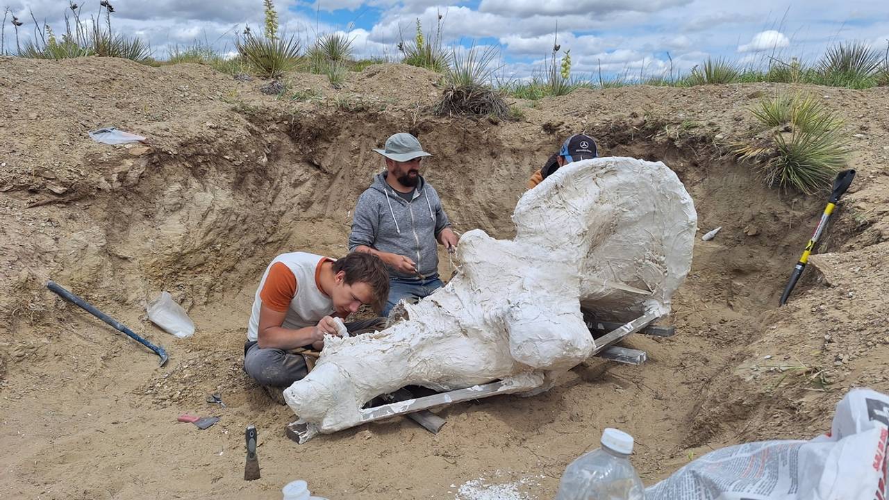 De schedel in een jasje van gips (Foto: Oertijdmuseum)