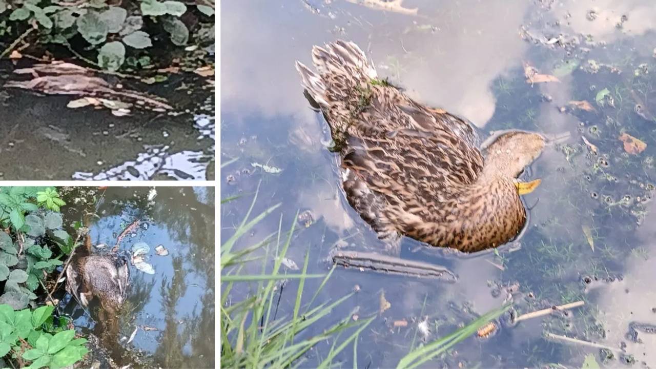 Foto: Wilem Adriaans.