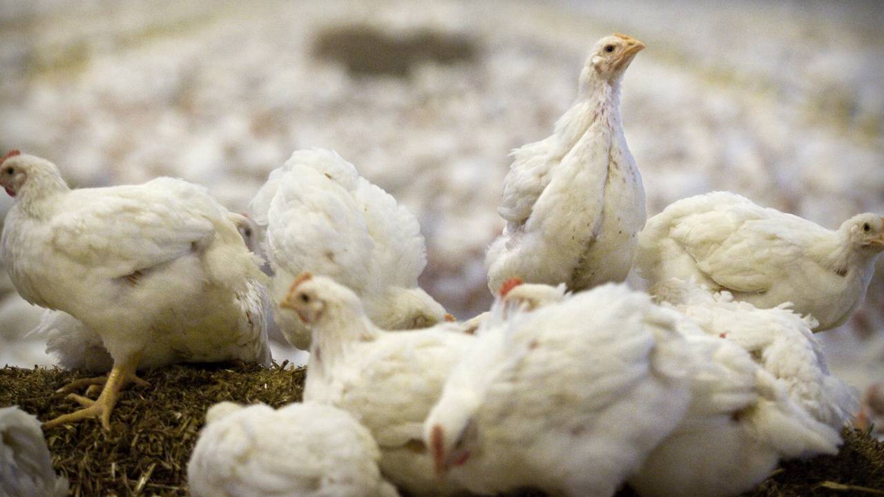 Beeld ter illustratie (Foto: ANP)