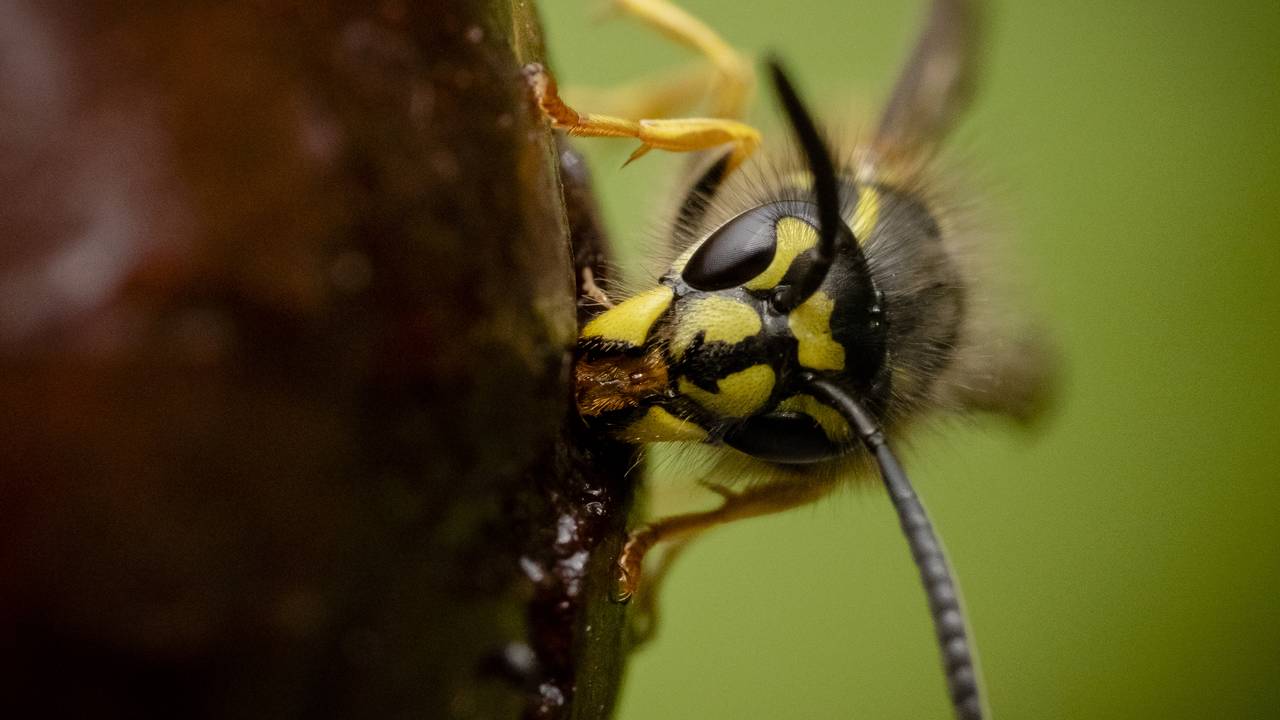 De gewone wesp (Vespula vulgaris), op een bedorven kers (foto: ANP).