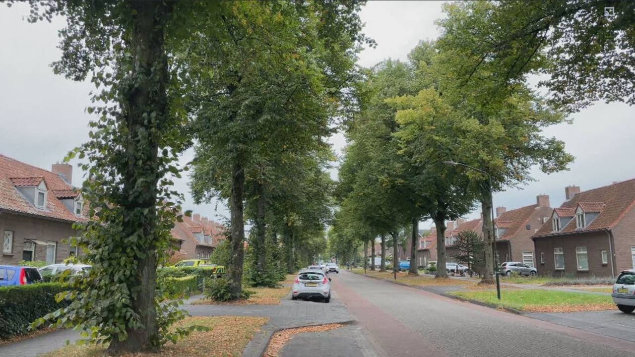 De volgens velen in Schijndel gezichtsbepalende lindebomen in de Deken Baekersstraat (foto: Omroep Brabant).