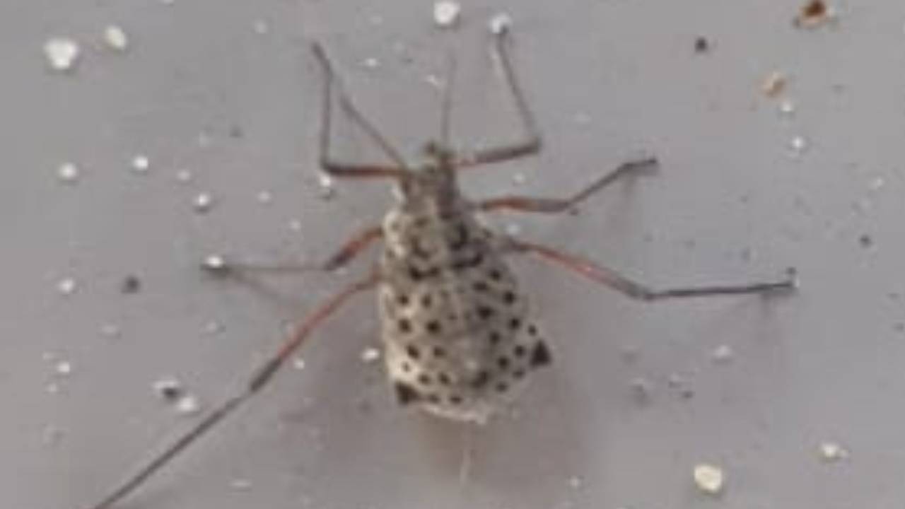 Dit is een bladluis, de grootste die we hier kennen. ( Foto: Jeroen van Vessem)